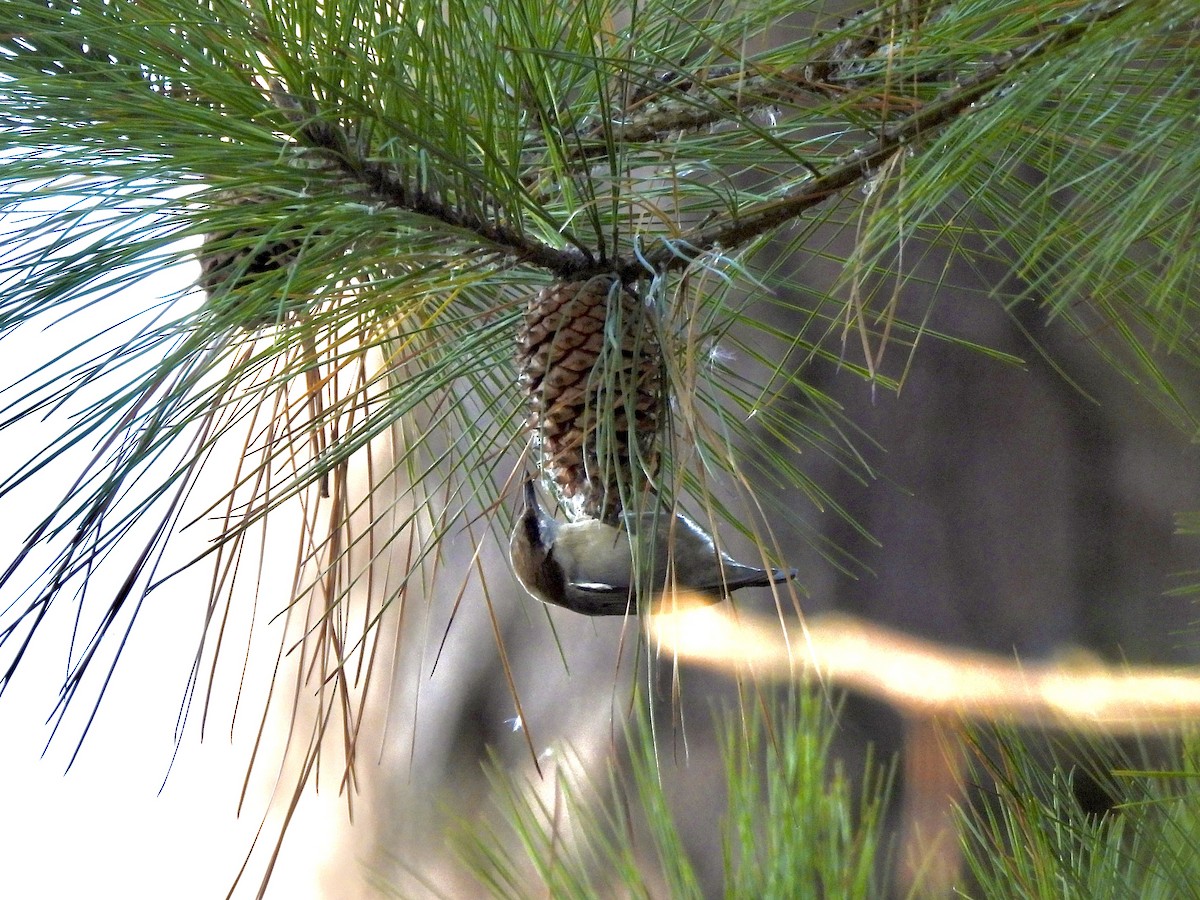 brhlík hnědohlavý - ML645938354