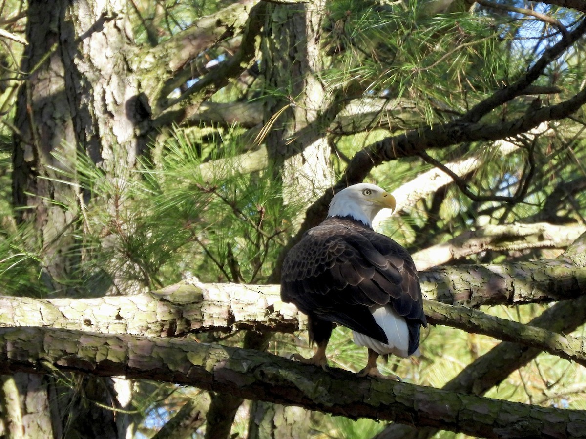 orel bělohlavý - ML645938357