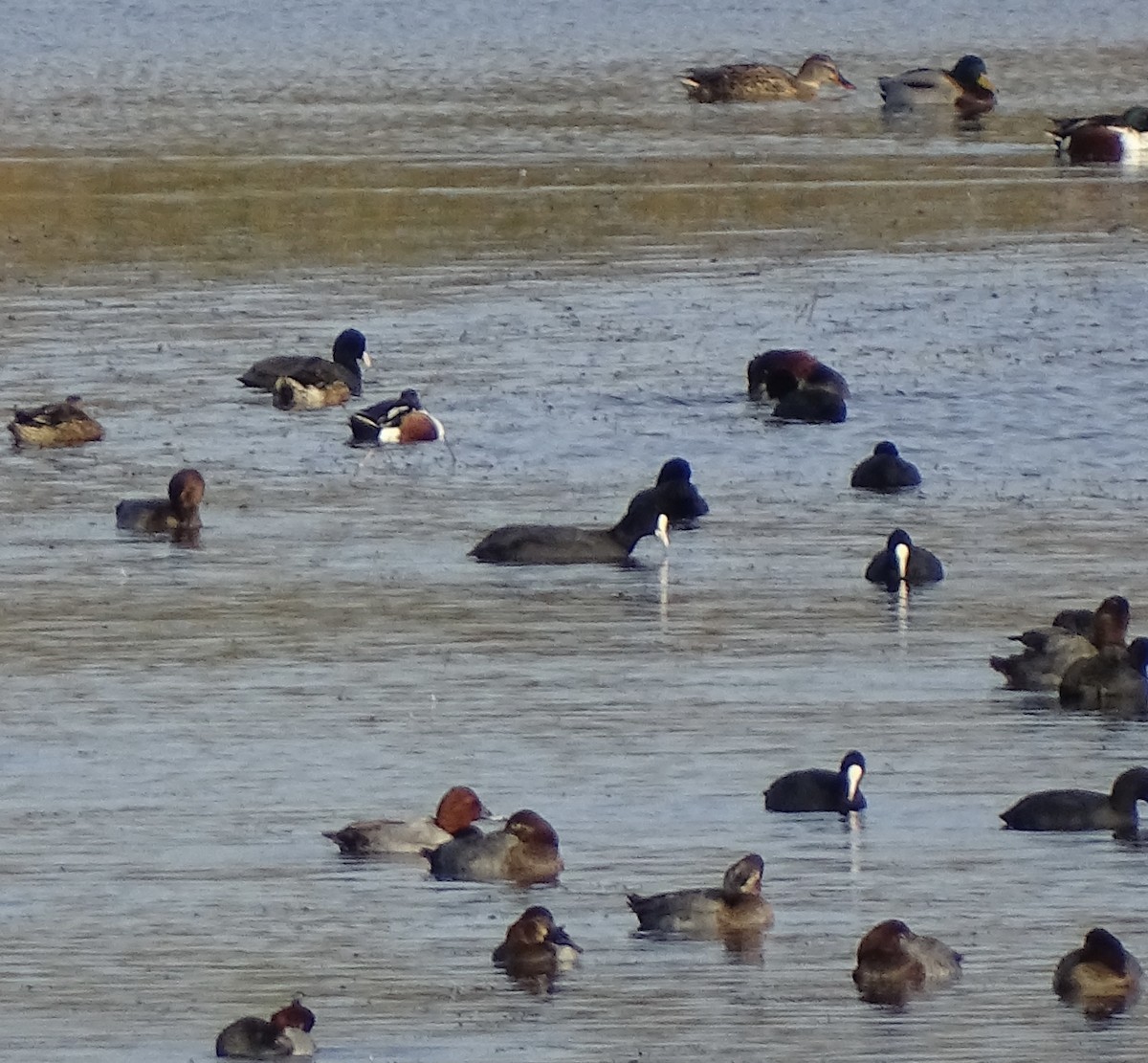 Eurasian Coot - ML645938359