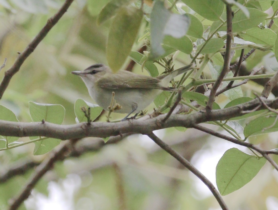 Red-eyed Vireo - ML645938360