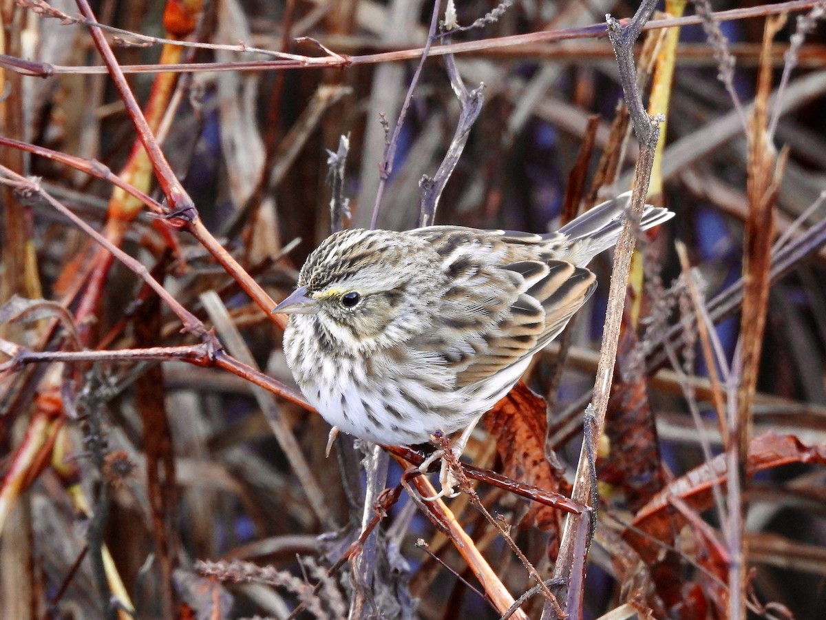 strnadec luční - ML645938361