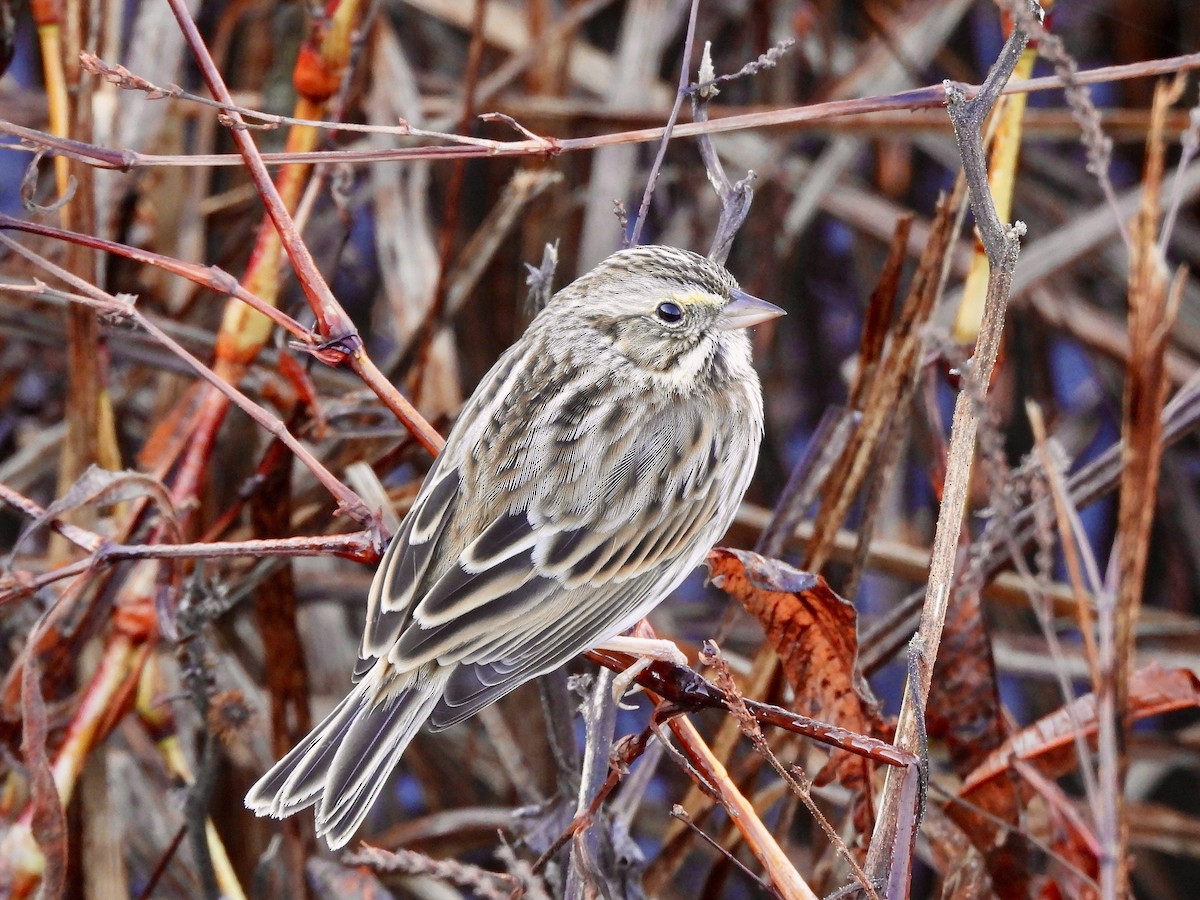 strnadec luční - ML645938362