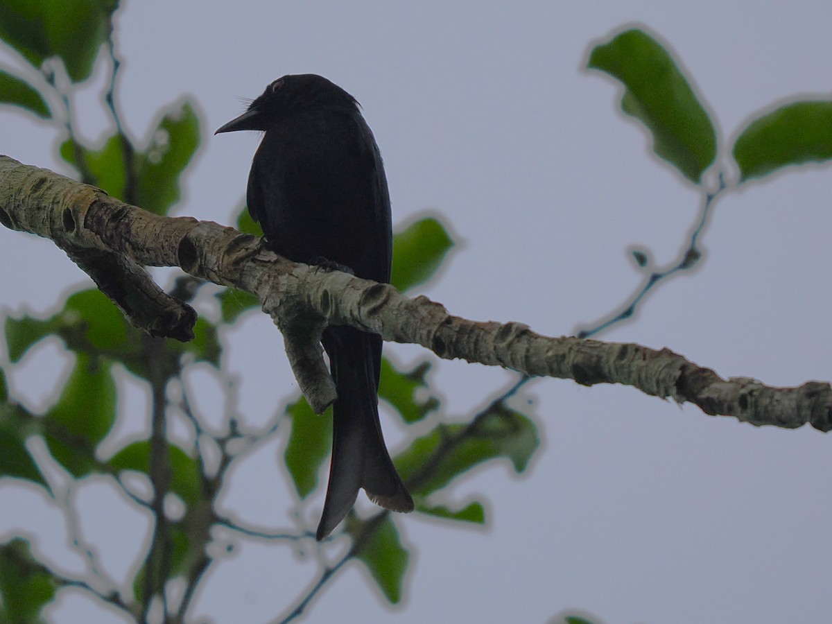 Velvet-mantled Drongo - ML645938364