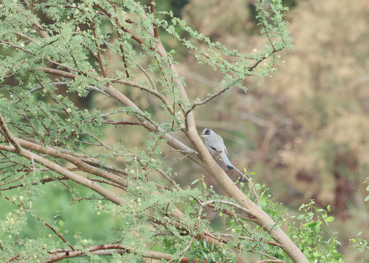 Hypocolius - ML645938373