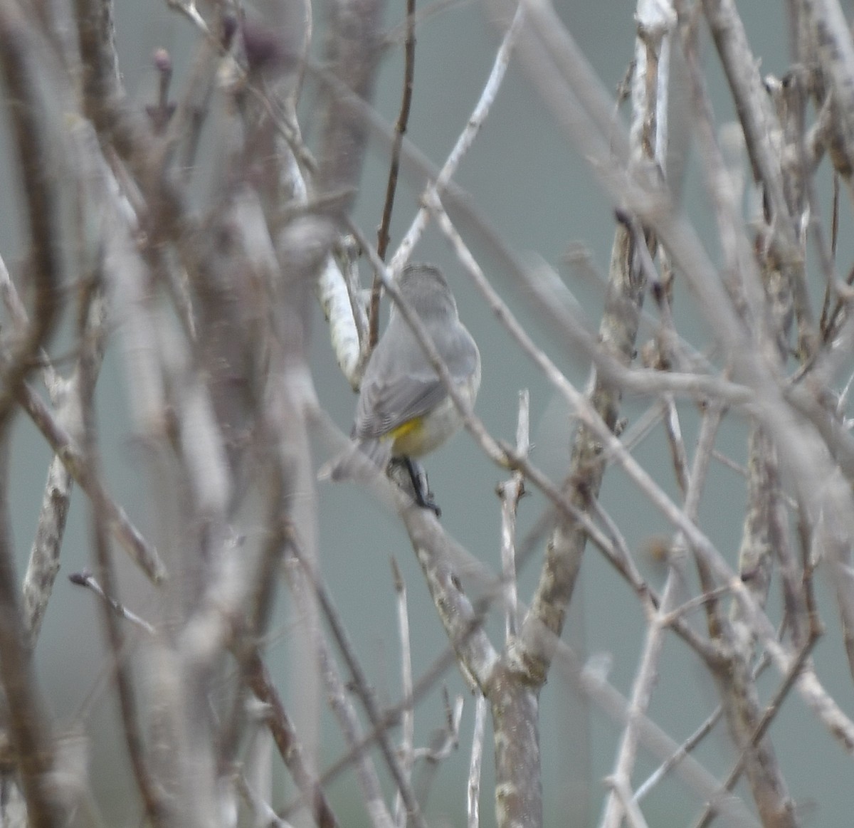 Virginia's Warbler - ML645938387