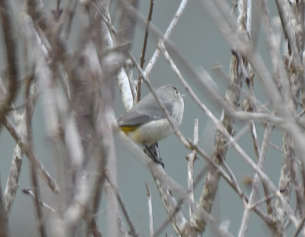 Virginia's Warbler - ML645938388