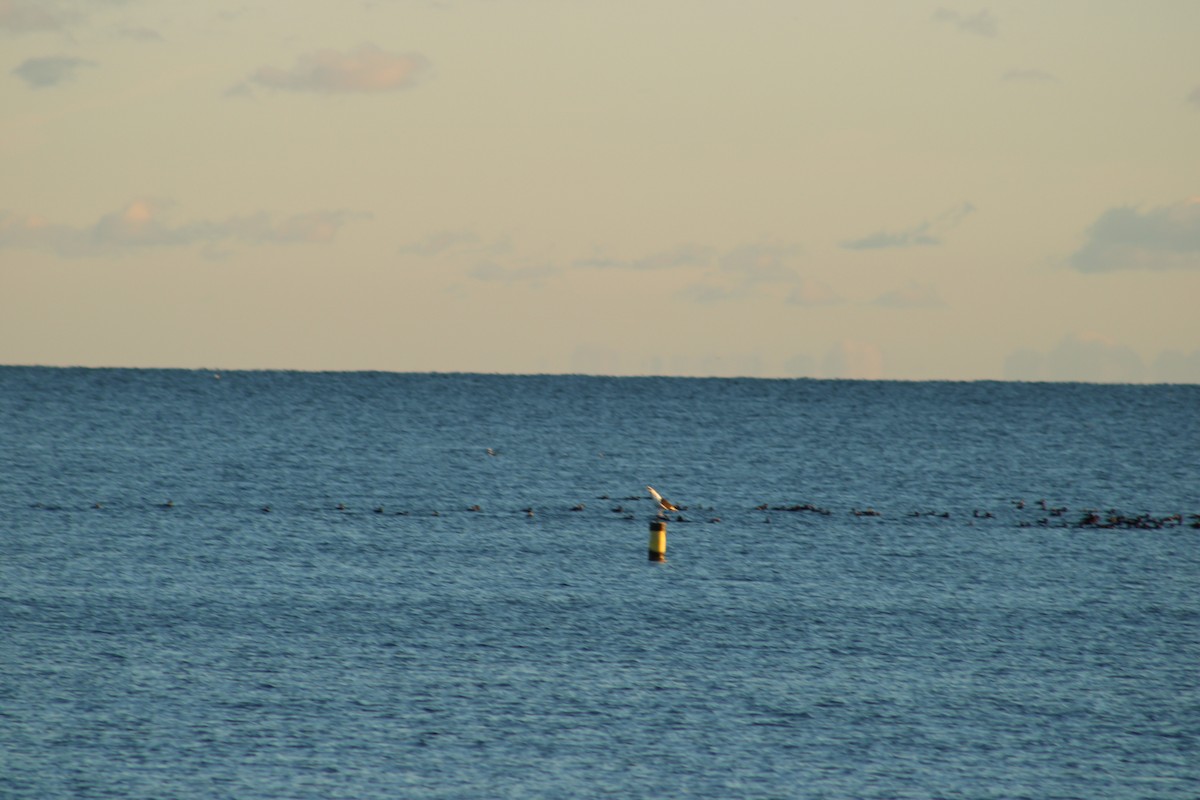 racek mořský - ML645938393