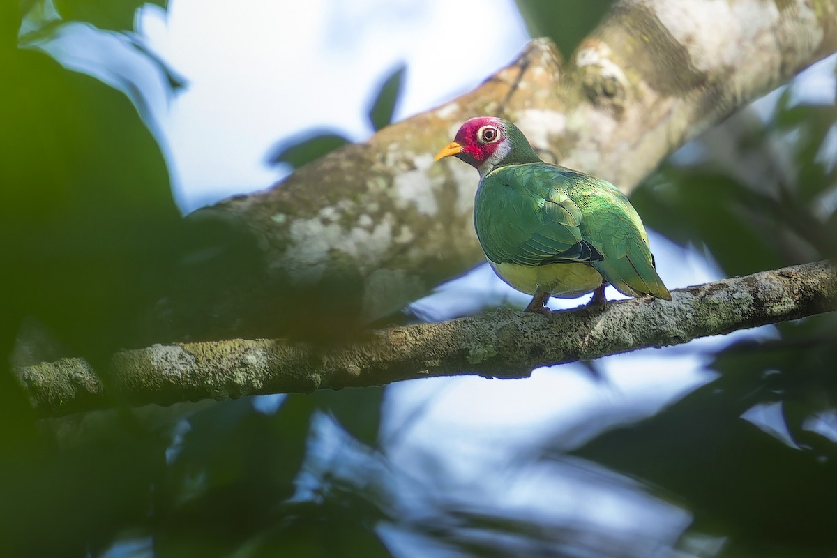 Jambu Fruit-Dove - ML645938399