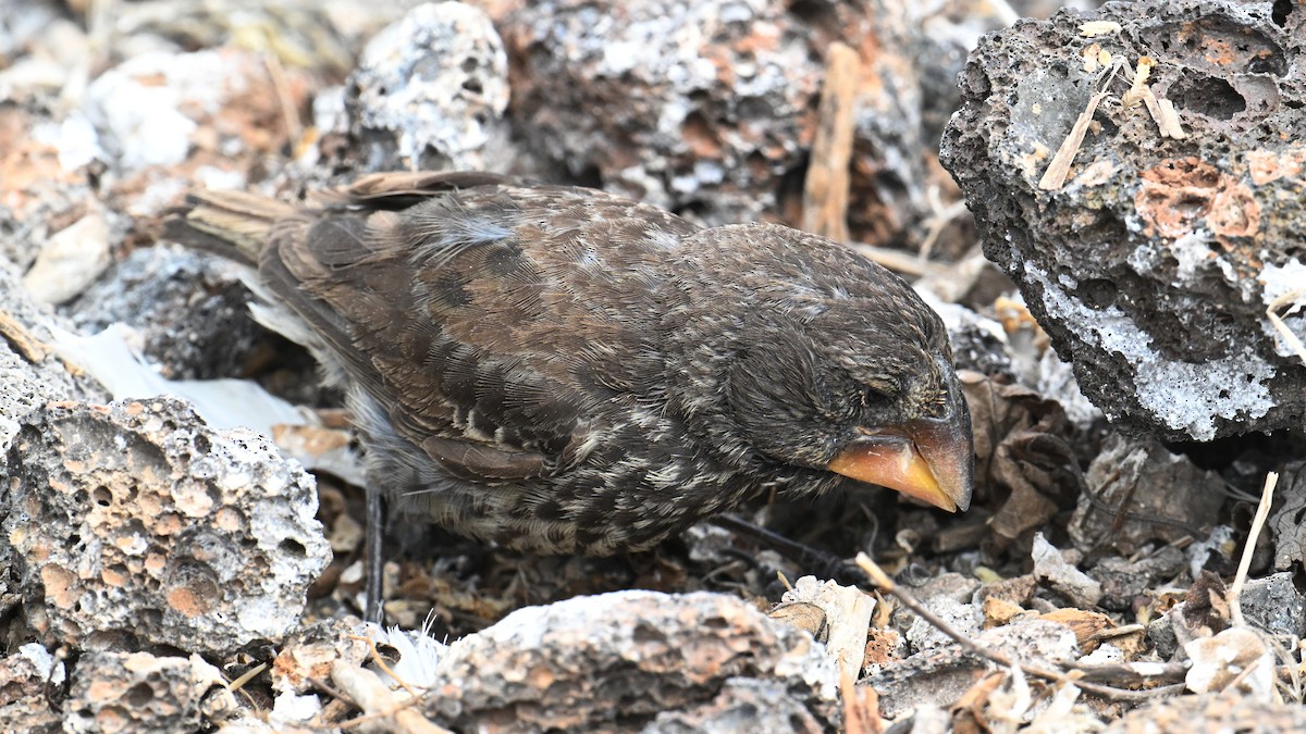 Large Ground-Finch - ML645938410