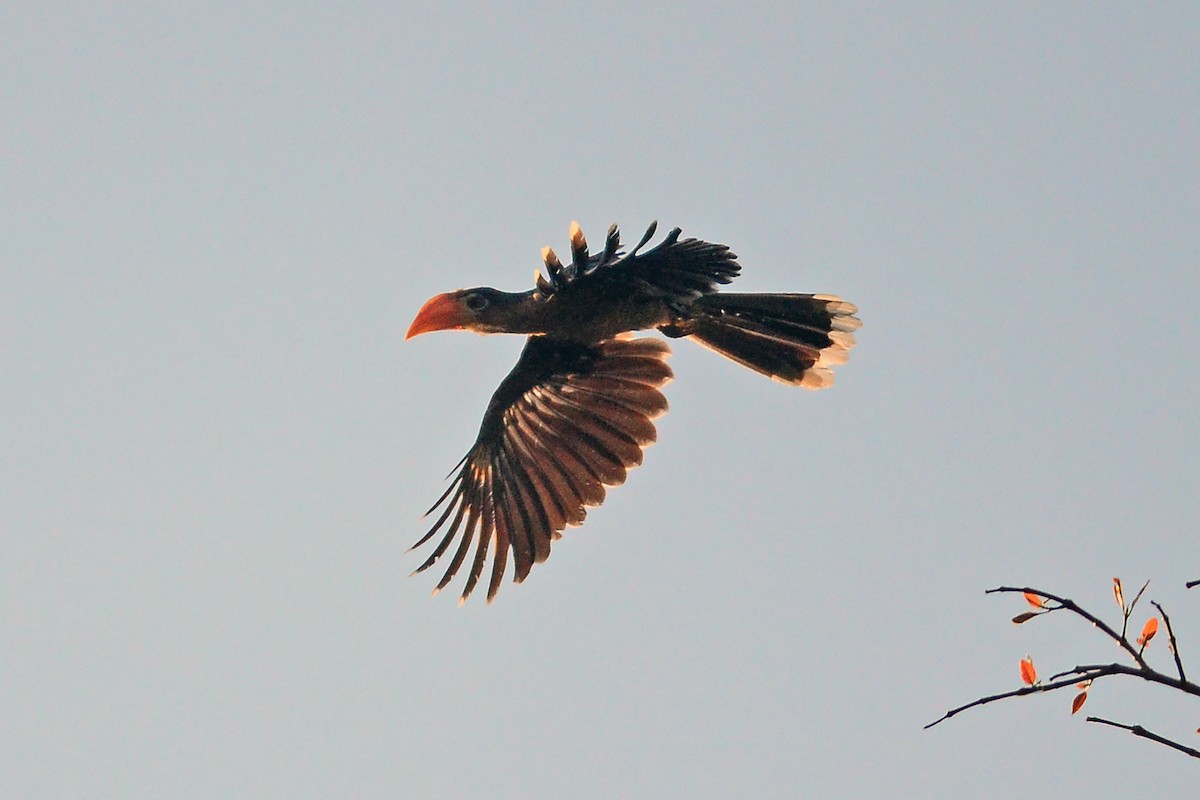 Rusty-cheeked Hornbill - ML645938418