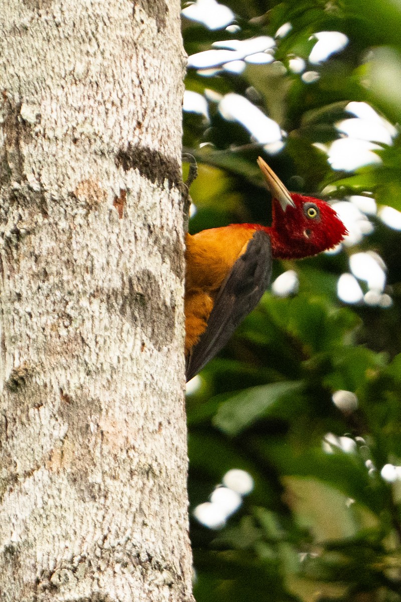 Red-necked Woodpecker - ML645938421