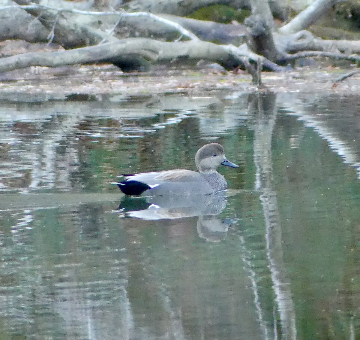 Gadwall - ML645938438