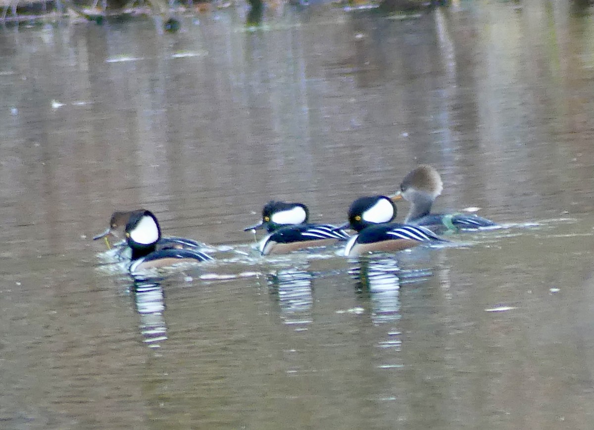 Hooded Merganser - ML645938448