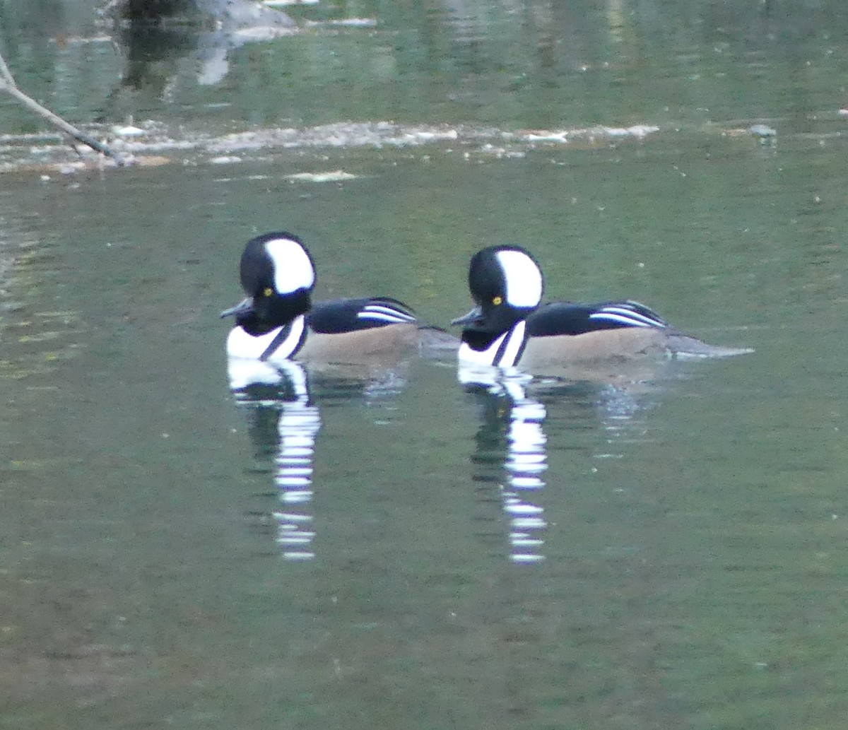 Hooded Merganser - ML645938449