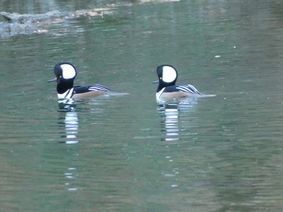 Hooded Merganser - ML645938450