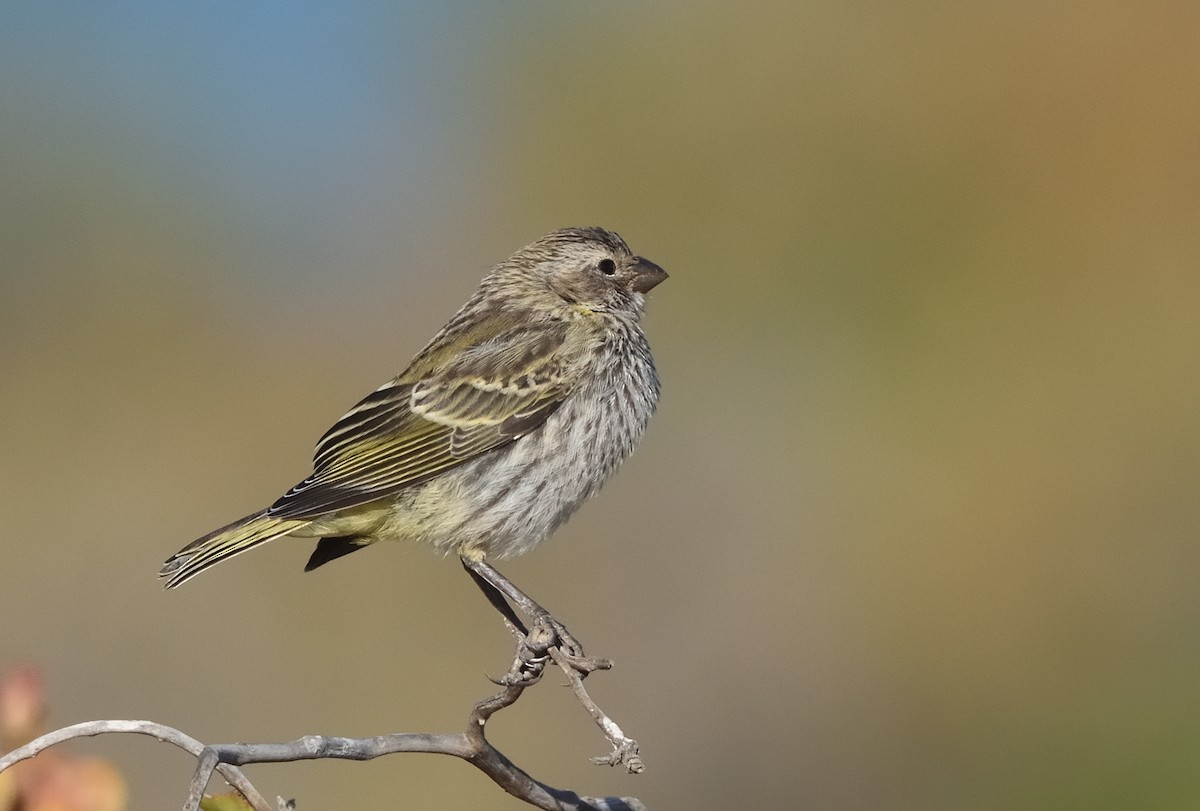 Yellow Canary - ML645938463
