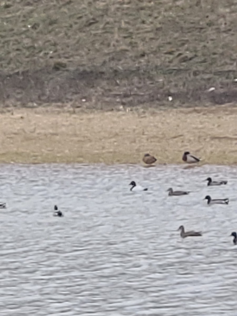 Canvasback - ML645938467