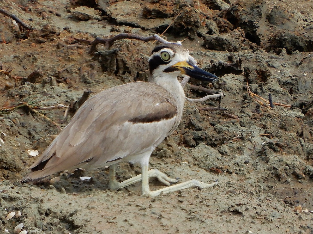 Grand Oedicnème - ML645938471