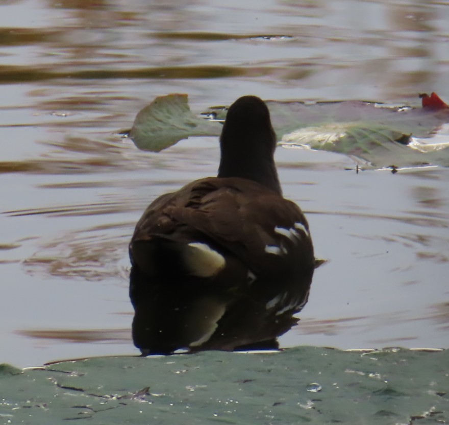 Eurasian Moorhen - ML645938476