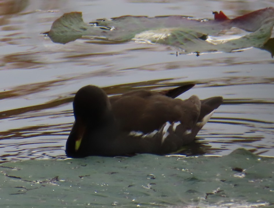 Eurasian Moorhen - ML645938477