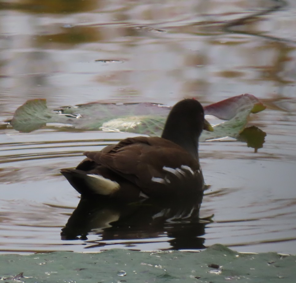 Eurasian Moorhen - ML645938479
