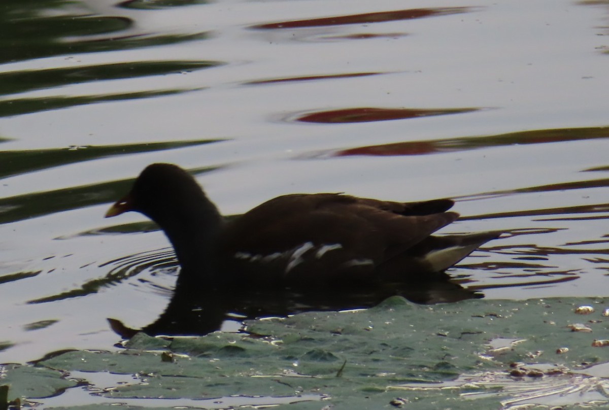 Eurasian Moorhen - ML645938480