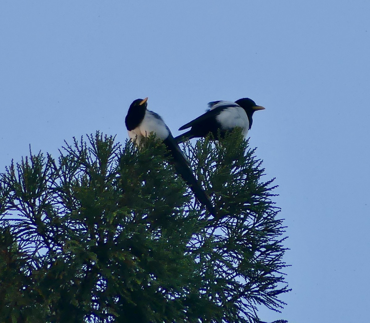 Yellow-billed Magpie - ML645938485