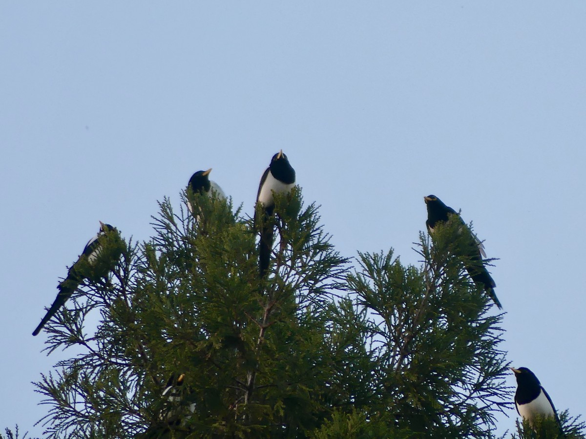 Yellow-billed Magpie - ML645938486