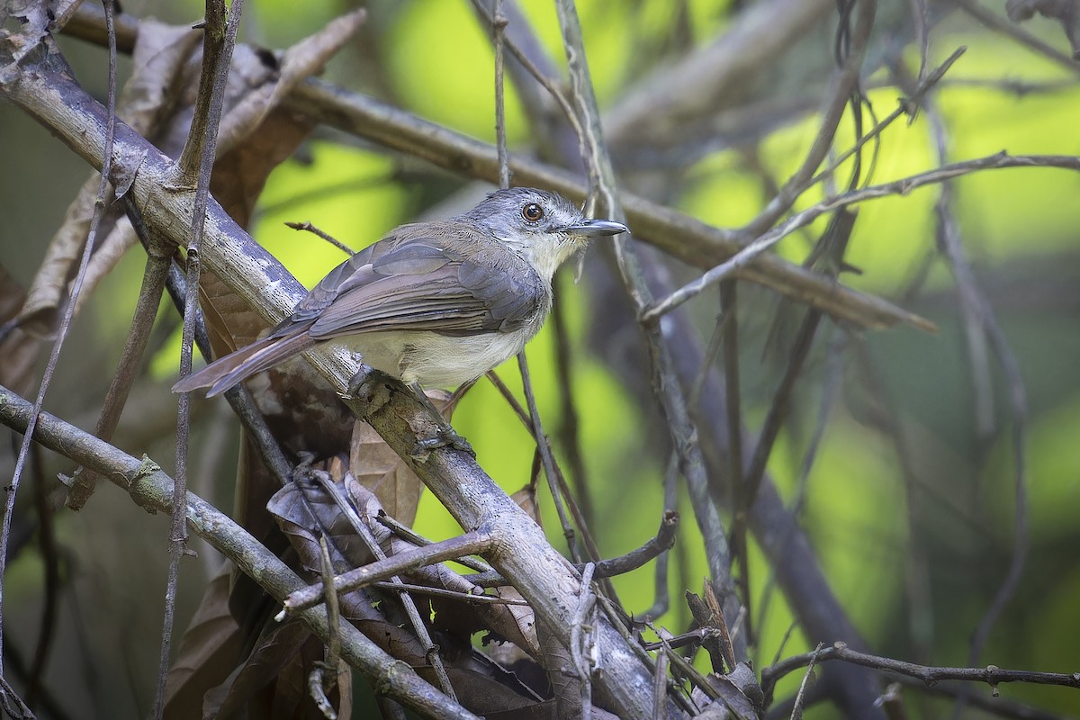 Sooty-capped Babbler - ML645938492