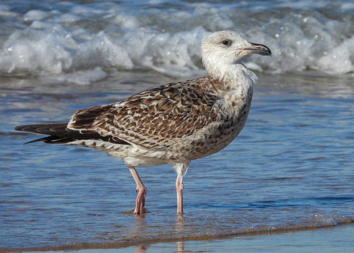 racek mořský - ML645938502