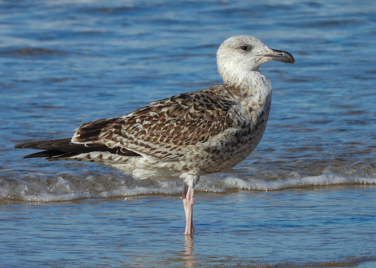 racek mořský - ML645938503