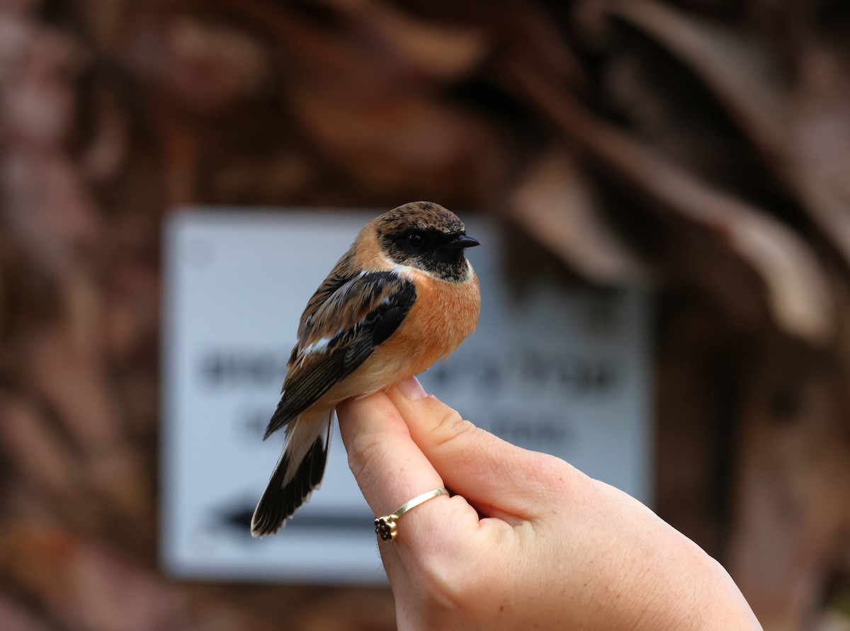 Pitxartxar siberiarra - ML645938507