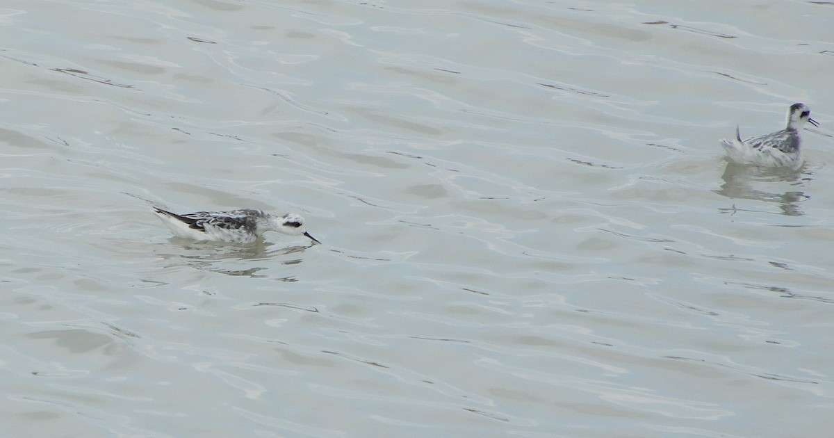 Red-necked Phalarope - ML645938510