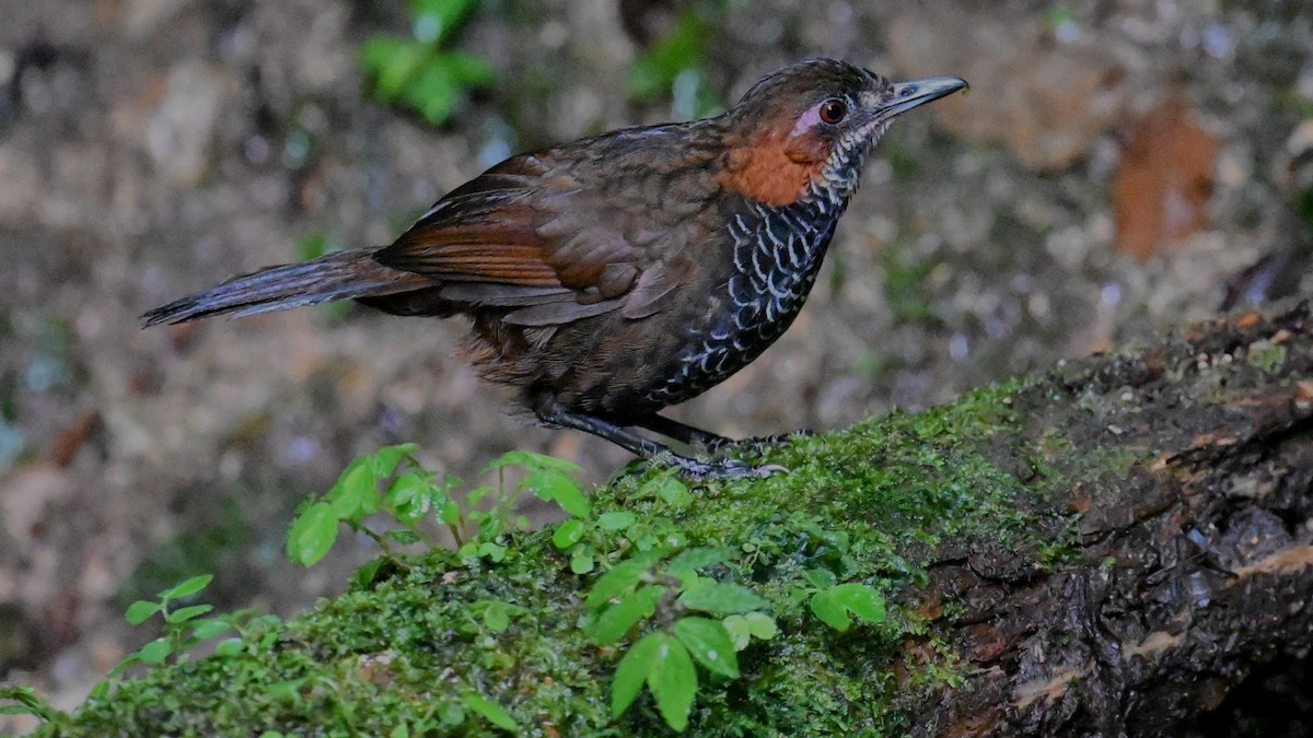 Marbled Wren-Babbler - ML645938516