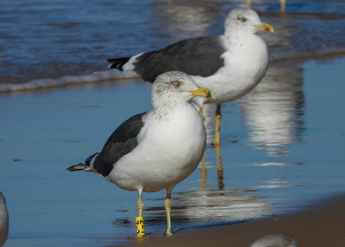 Lesser Black-backed Gull - ML645938520