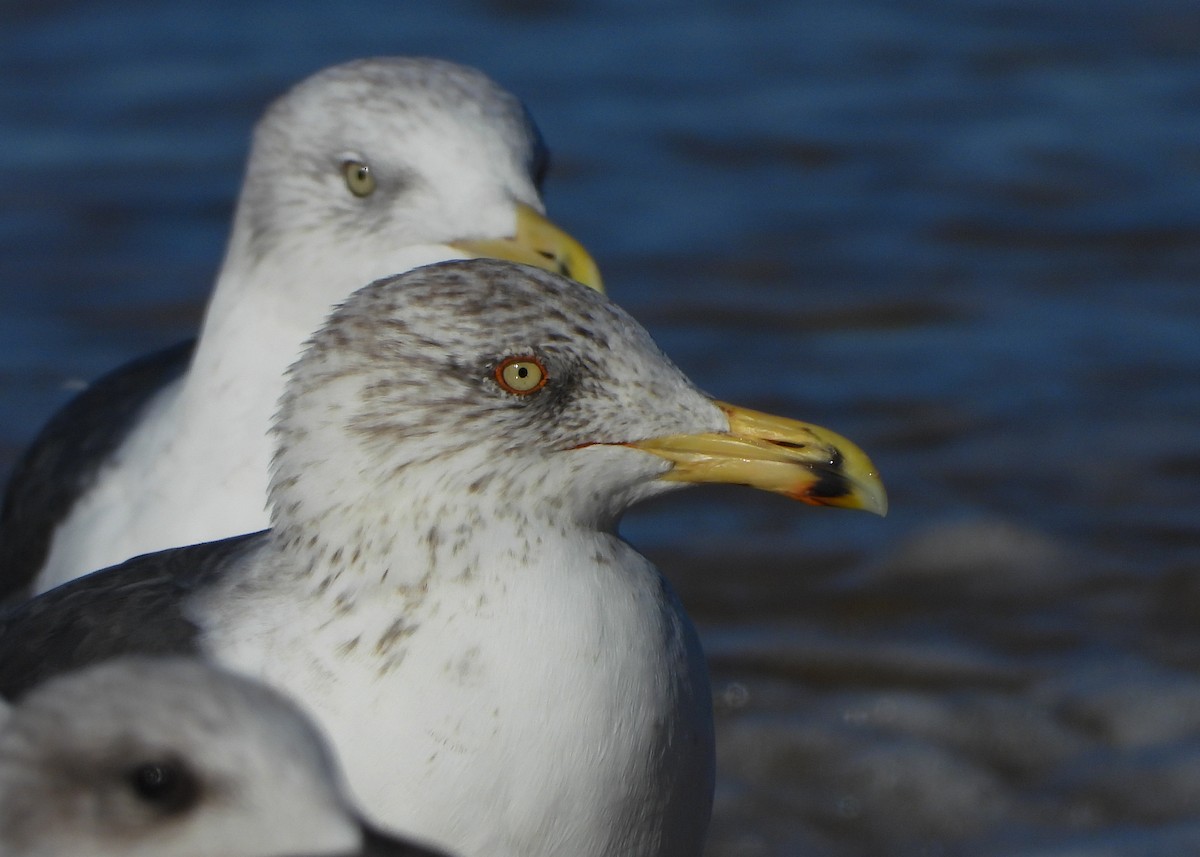 Lesser Black-backed Gull - ML645938521