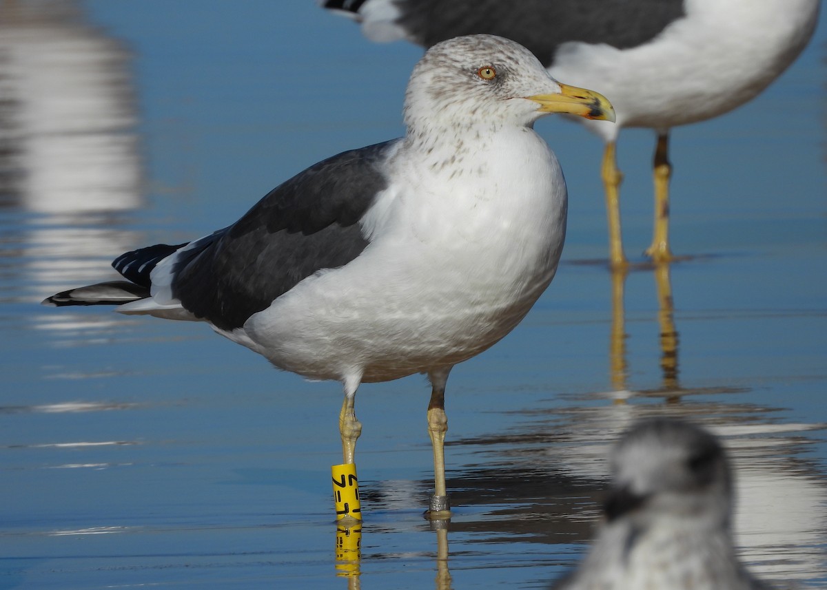 Lesser Black-backed Gull - ML645938522