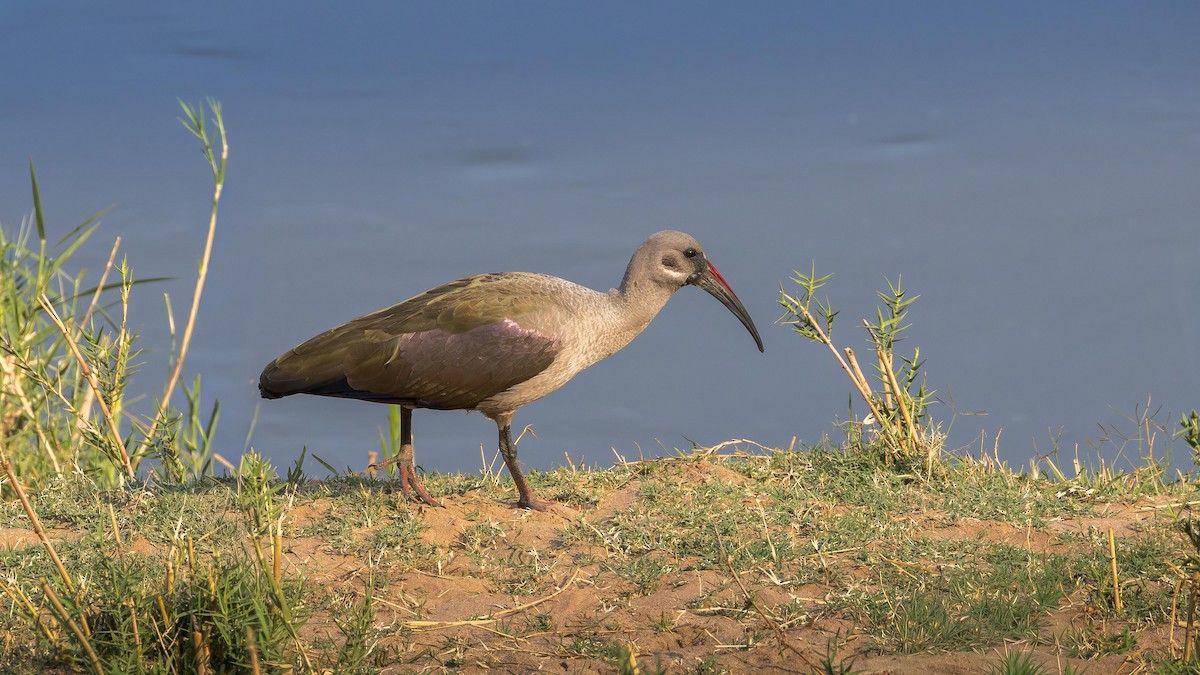 Hadada Ibis - ML645938531