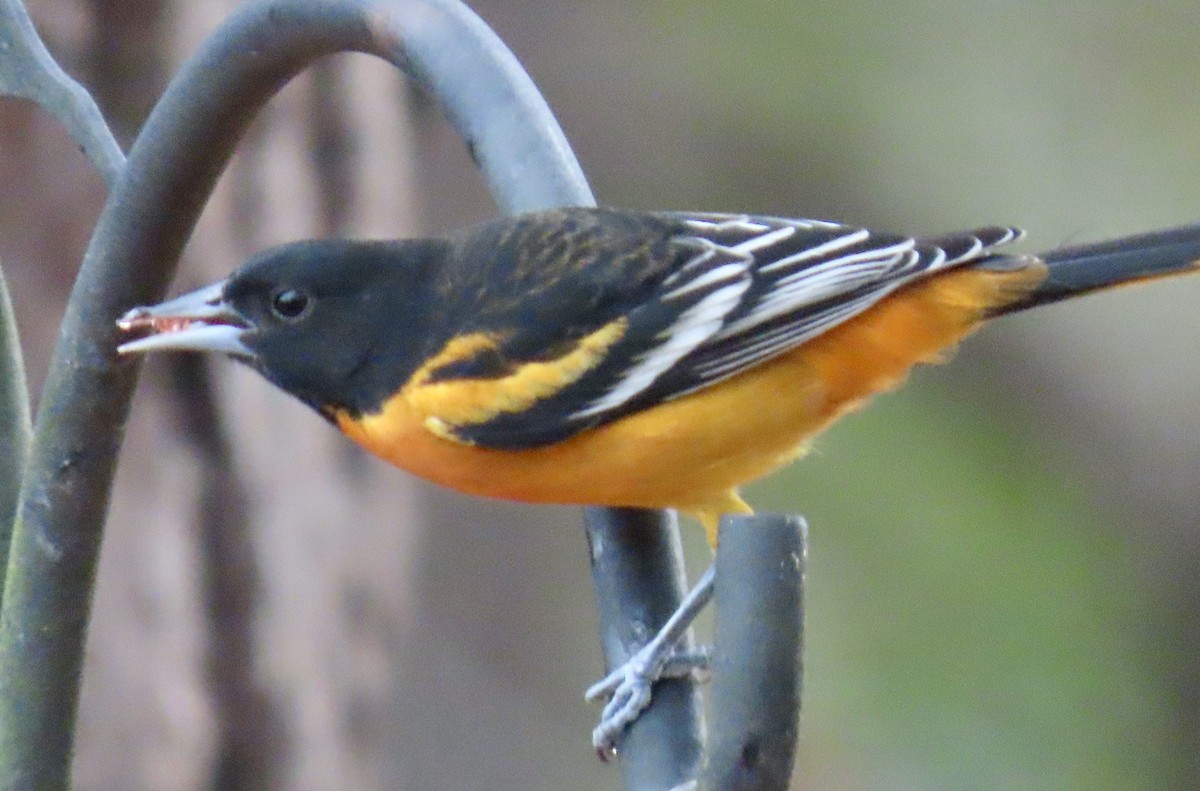 Baltimore Oriole - ML645938542