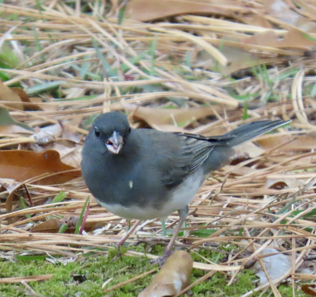 Dark-eyed Junco (Slate-colored) - ML645938547