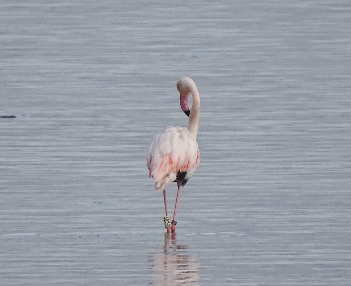 Greater Flamingo - ML645938548