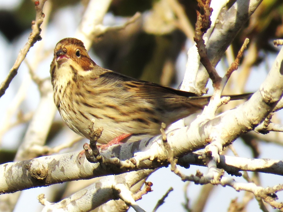 Little Bunting - ML645938556