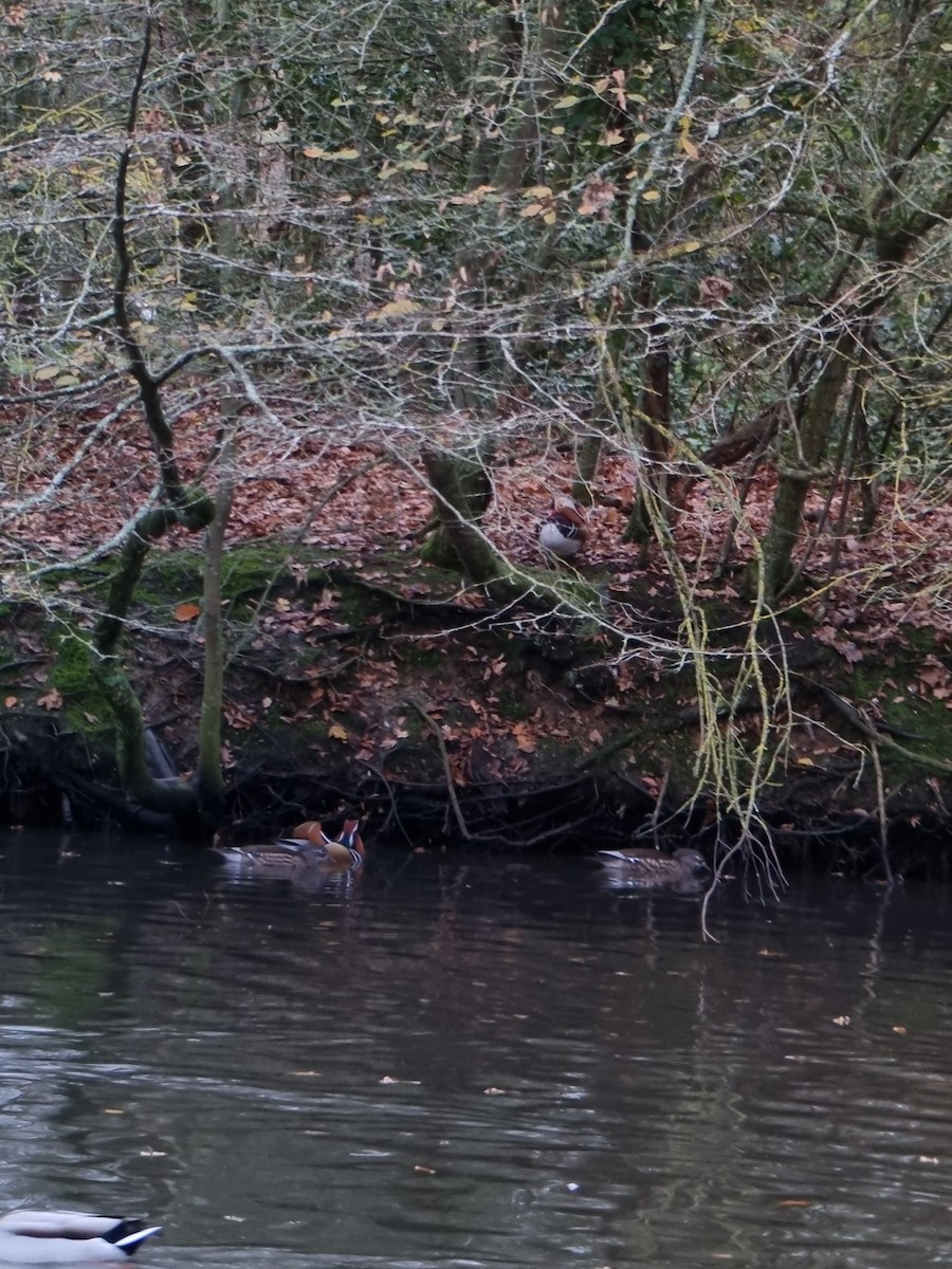 Mandarin Ördeği - ML645938562