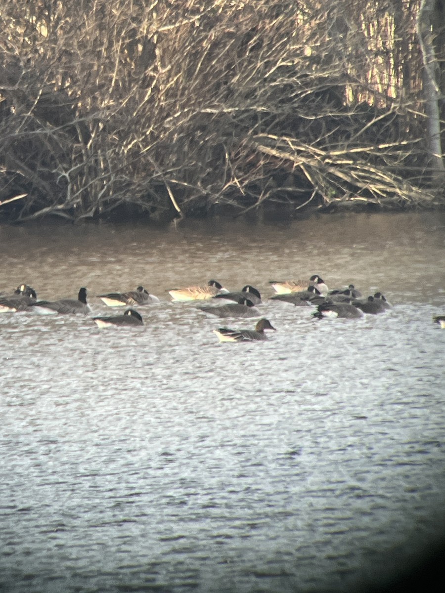 husa tundrová - ML645938570