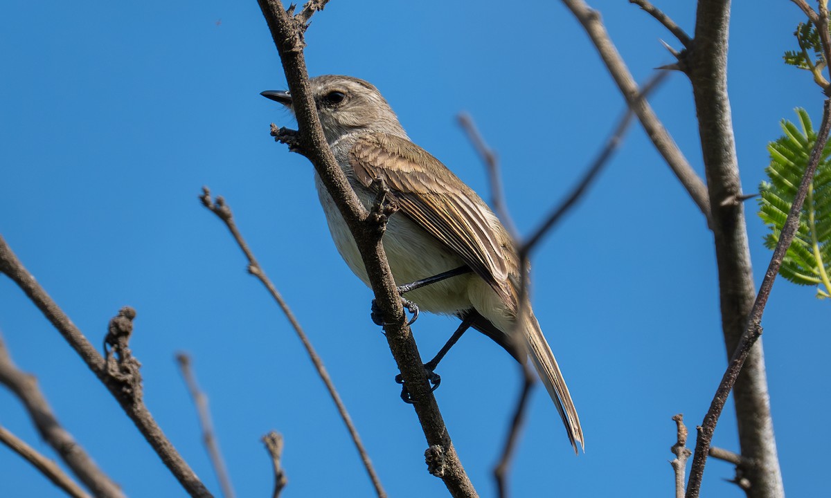 Tumbesian Tyrannulet - ML645938572