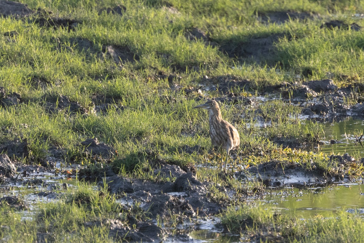 Indian Pond-Heron - ML645938573