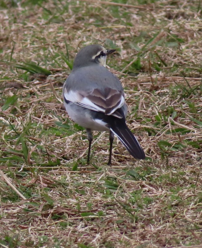 Gray Wagtail - ML645938588