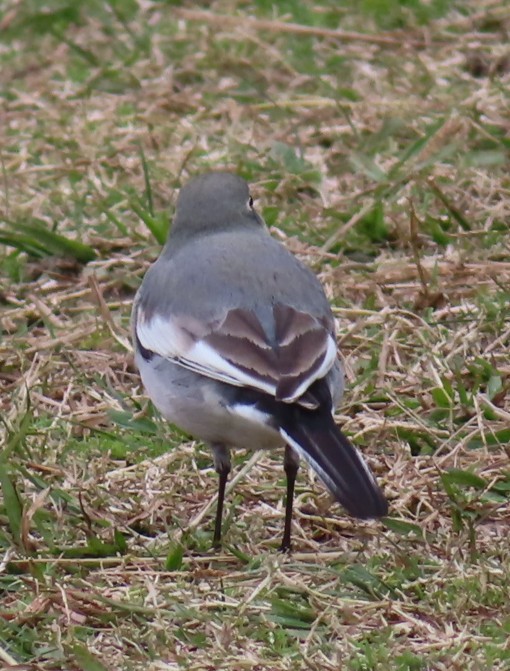 Gray Wagtail - ML645938590
