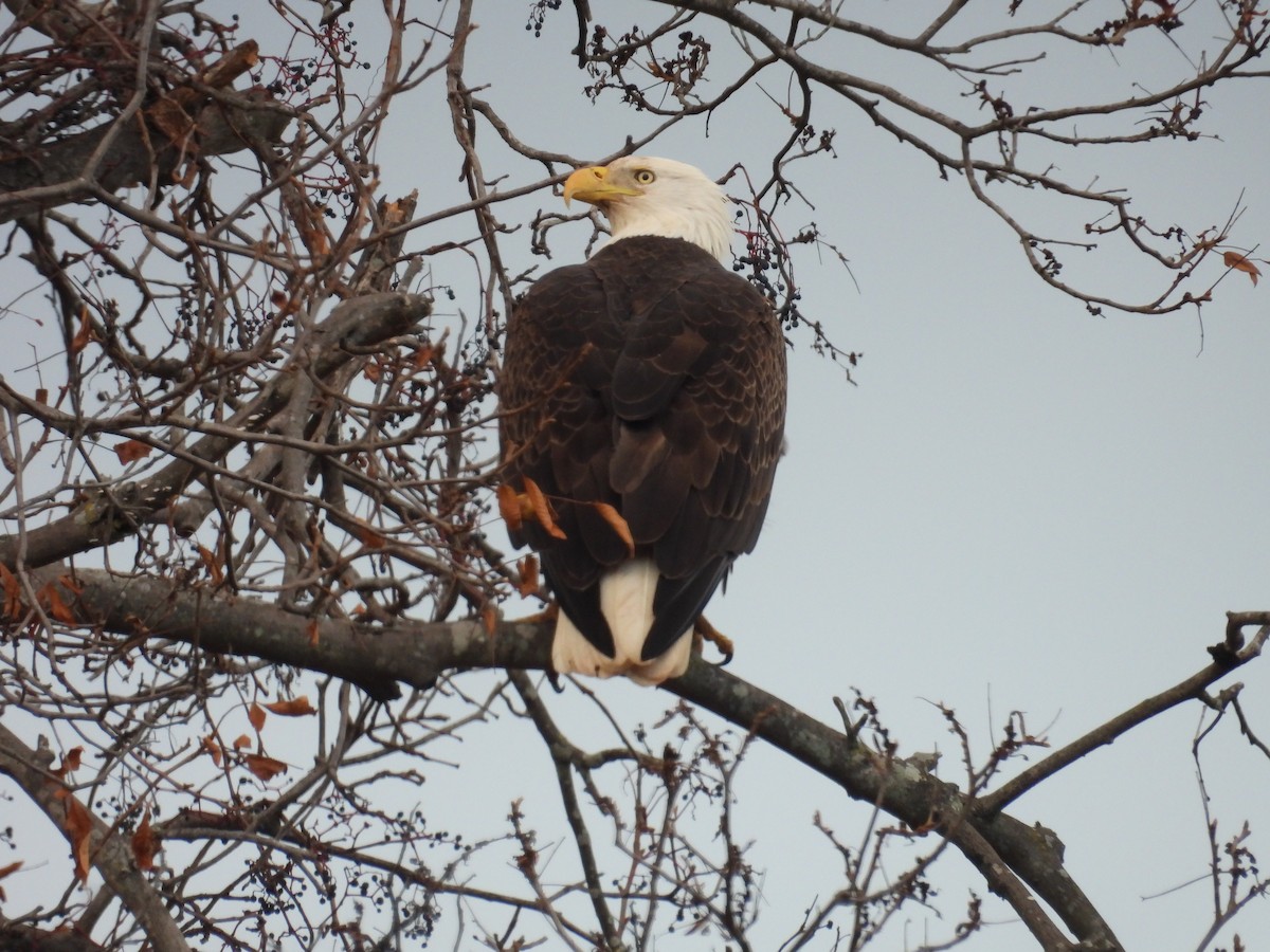Bald Eagle - ML645938603