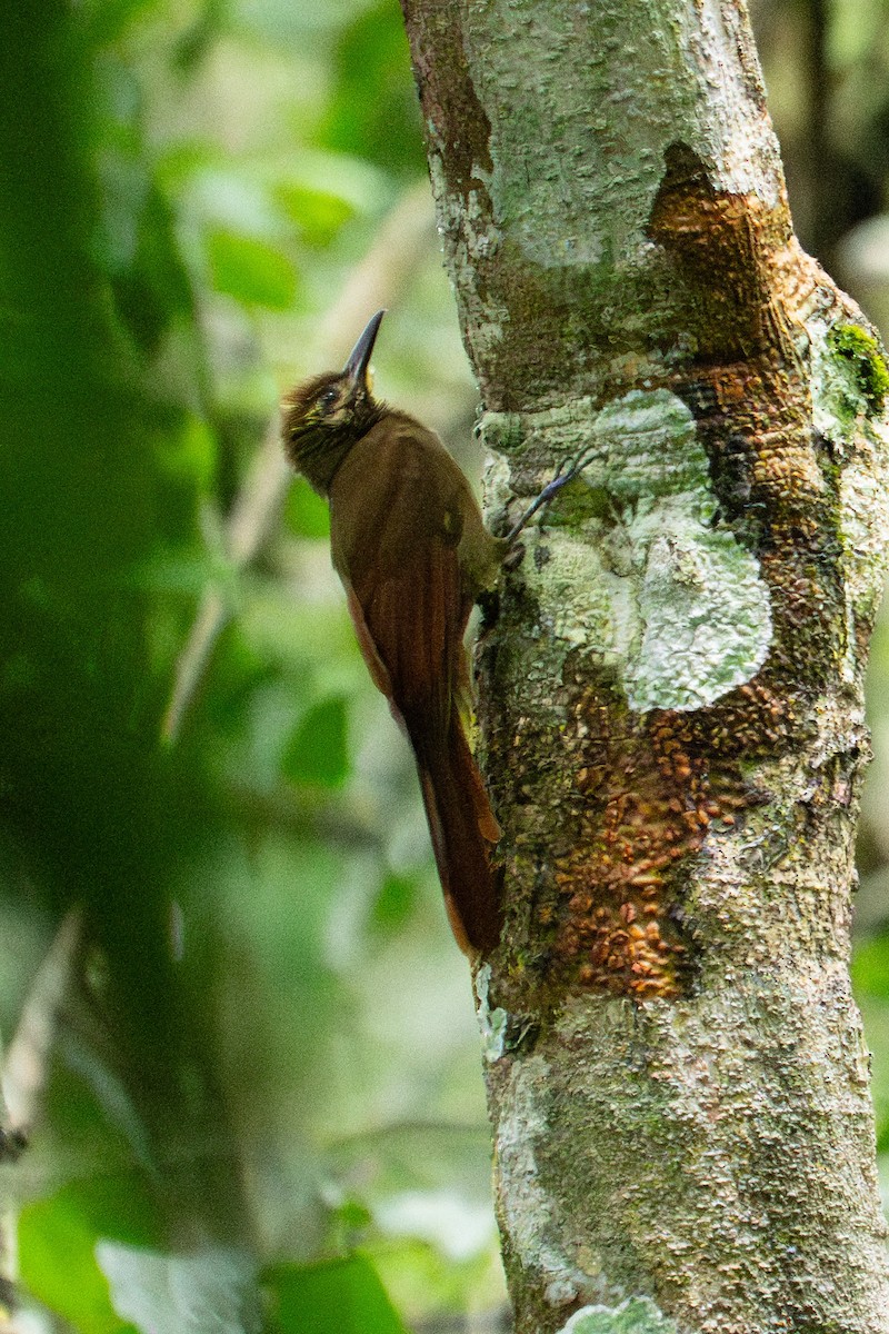 Plain-brown Woodcreeper - ML645938607